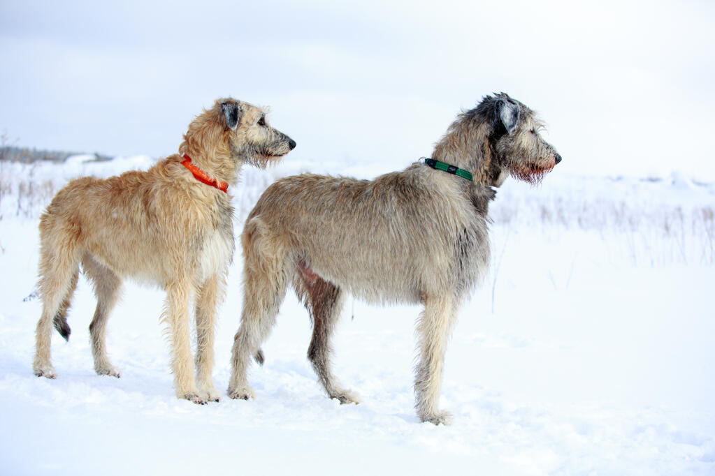 Alaskan wolf hound 2025