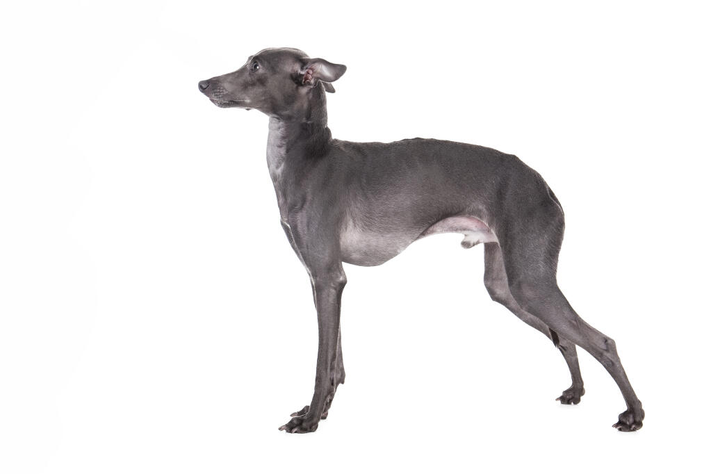 Italian Greyhound Dogs Breed Information Omlet