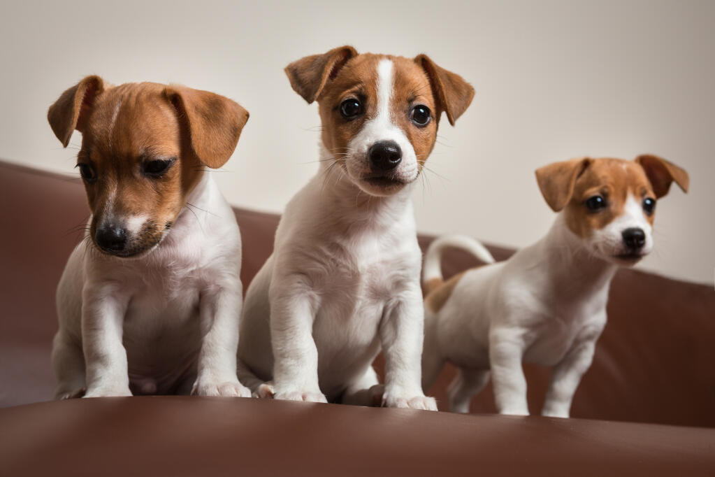 Jack Russell Terrier Dogs | Dog Breeds Jack Russell Terrier Dogs | Dog Breeds
