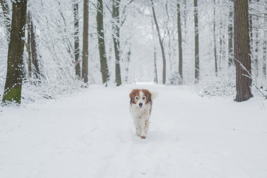 Kooikerhondje | Dogs | Breed Information | Omlet