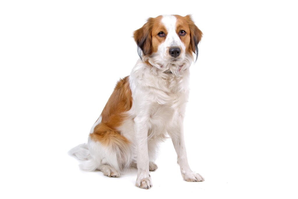Kooikerhondje | Dogs | Breed Information | Omlet