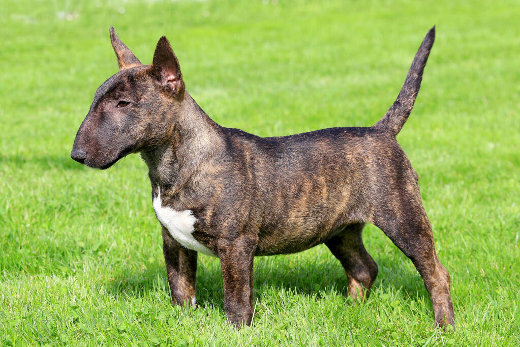 Miniature Bull Terrier Dogs Breed Information Omlet