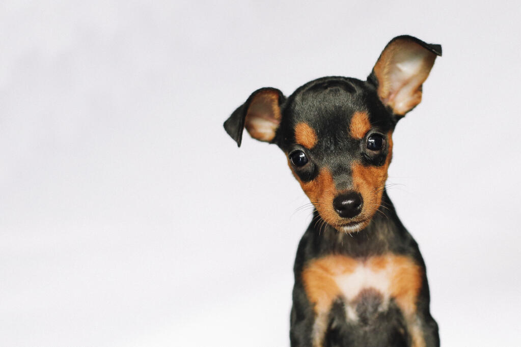 Best food for miniature pinscher best sale puppies