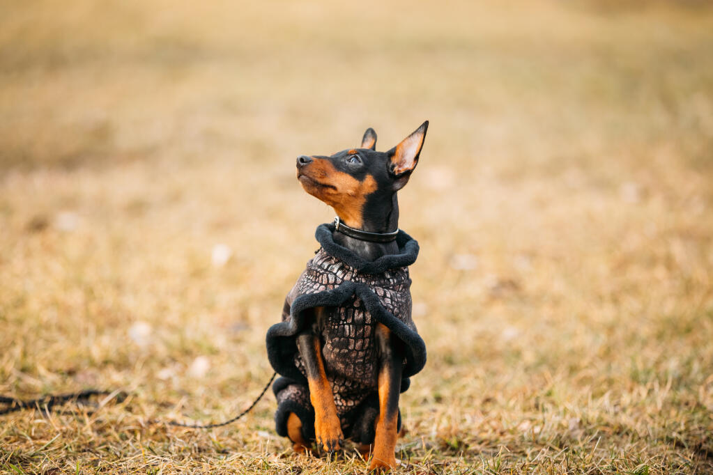 Min pin pomeranian sales