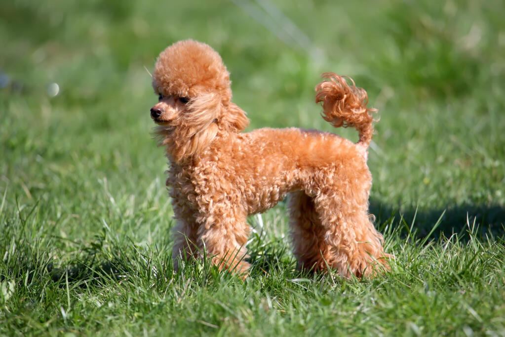 Miniature Poodle Dogs