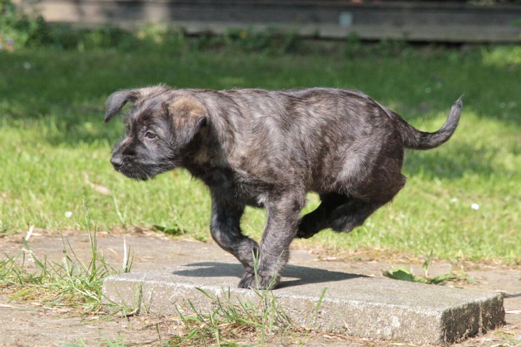 Picardy Sheepdog Dogs Breed Information Omlet