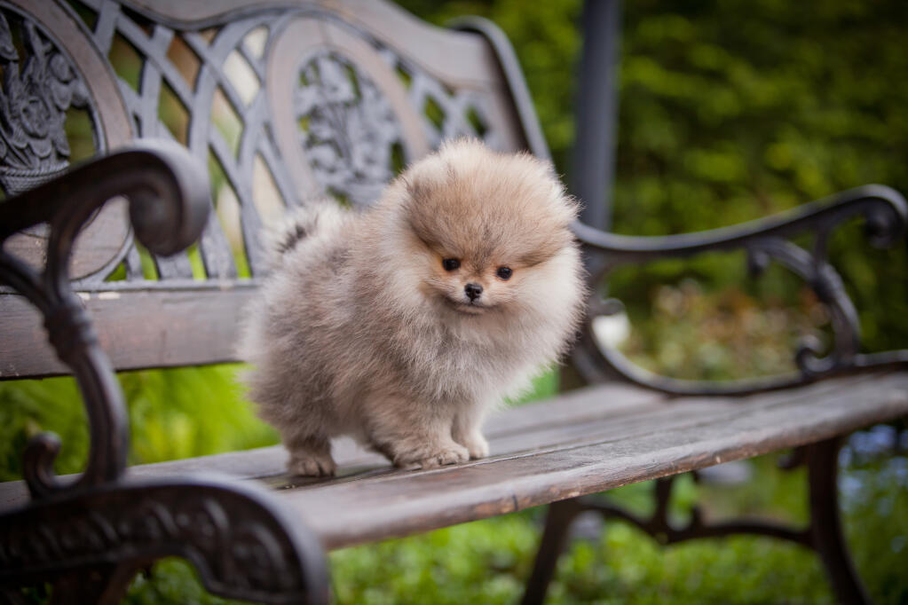 turkish pomeranian pomeranian dogs breed information omlet turkish pomeranian pomeranian dogs breed information omlet