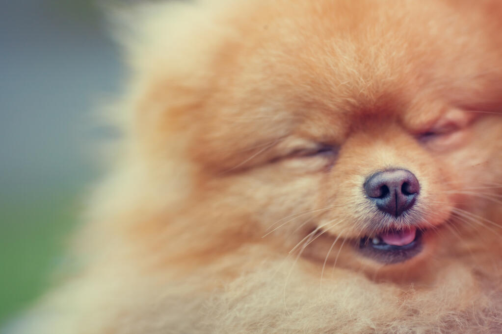turkish pomeranian pomeranian dogs breed information omlet turkish pomeranian pomeranian dogs breed information omlet