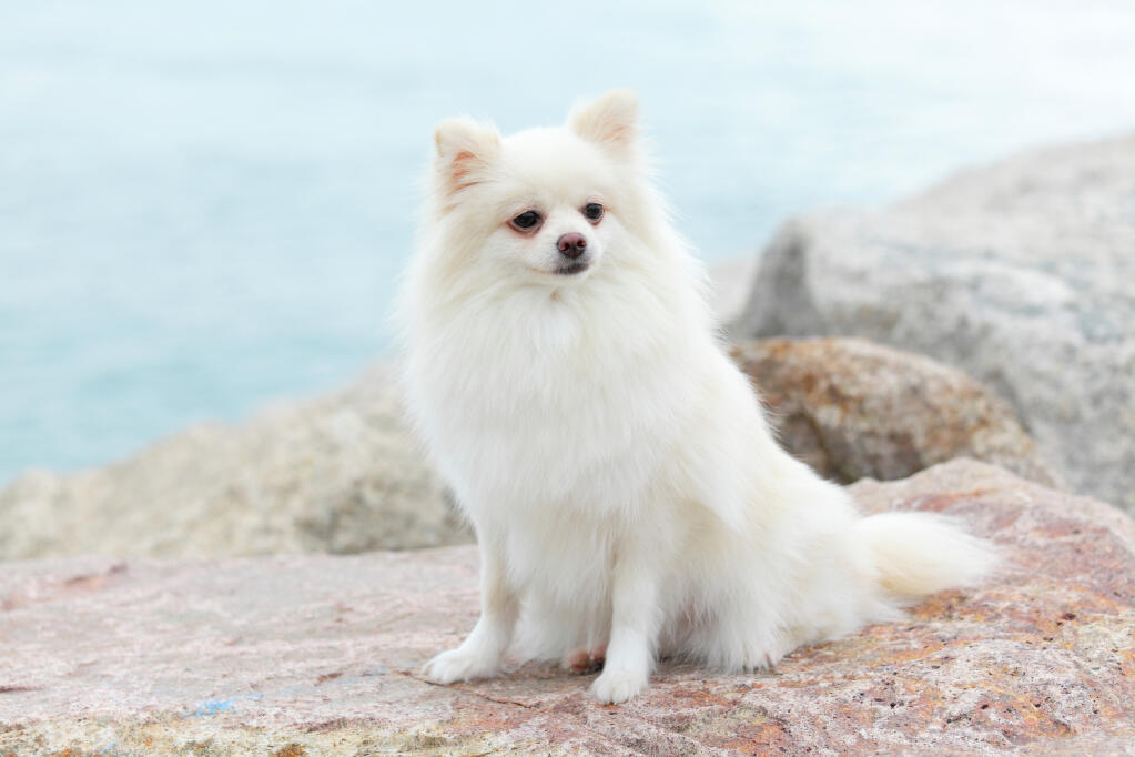 pomeranian white adult