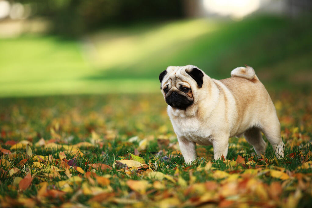pug information uk pug dogs breed information omlet pug information uk pug dogs breed information omlet
