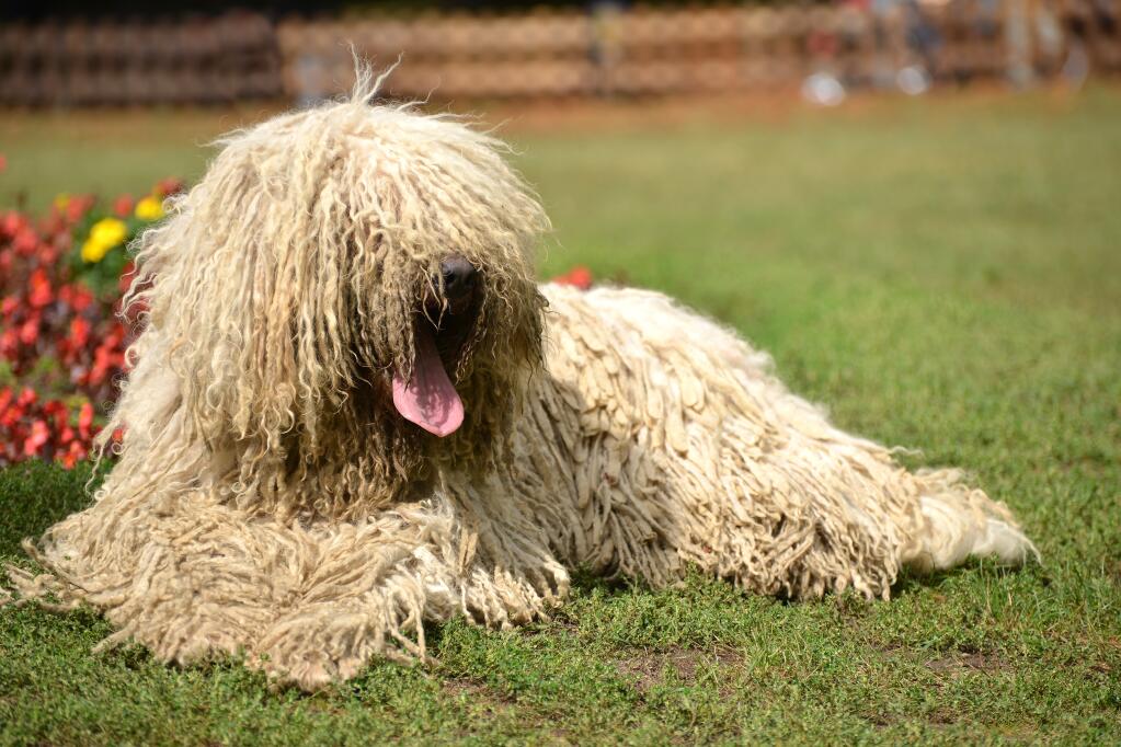 Komondor Dogs Breed Information Omlet