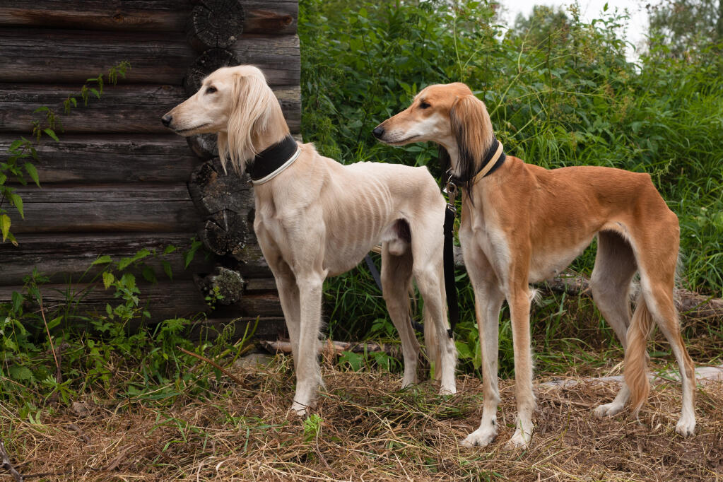 smooth coated saluki