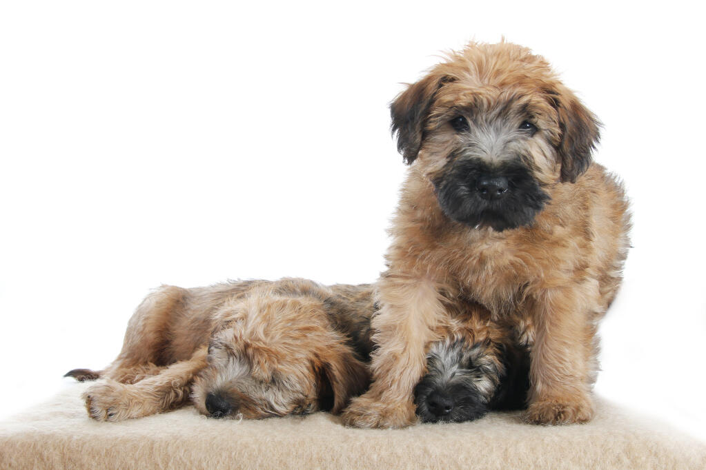 soft coated irish terrier