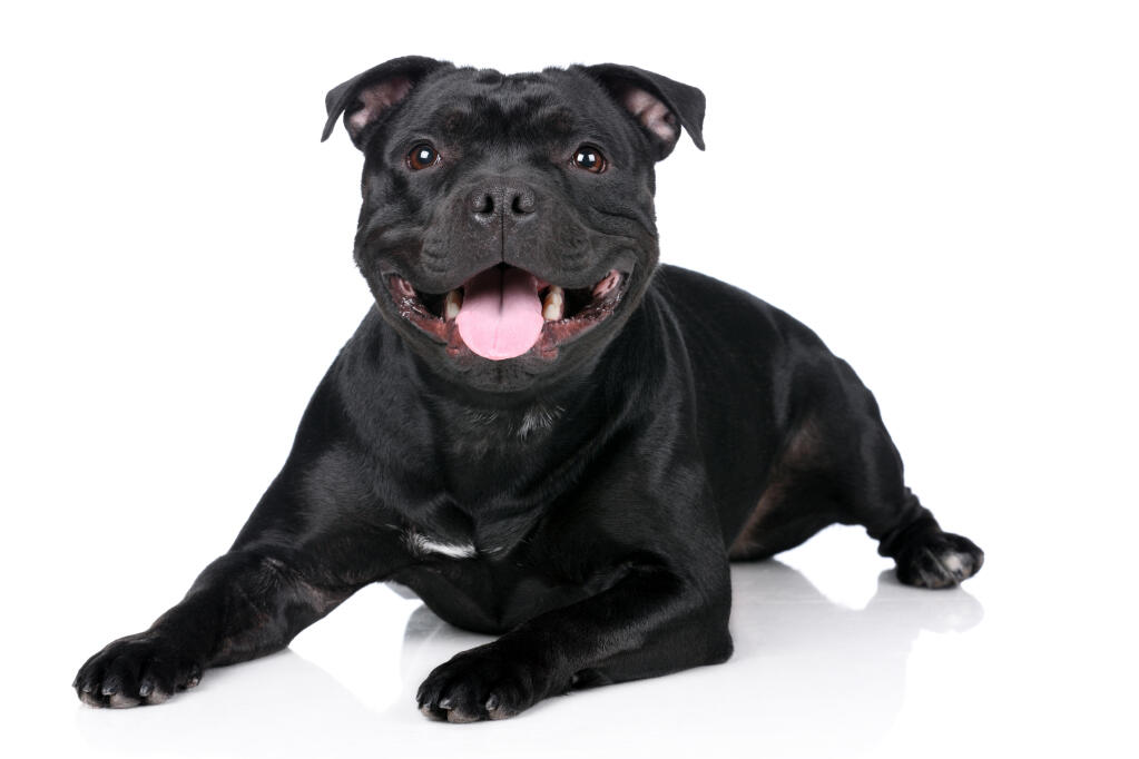 Staffordshire Bull Terrier | Dogs | Breed Information | Omlet
