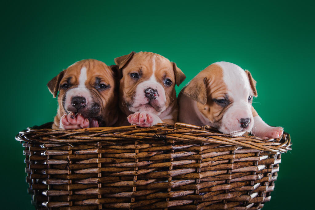 Italian staffordshire outlet bull terrier