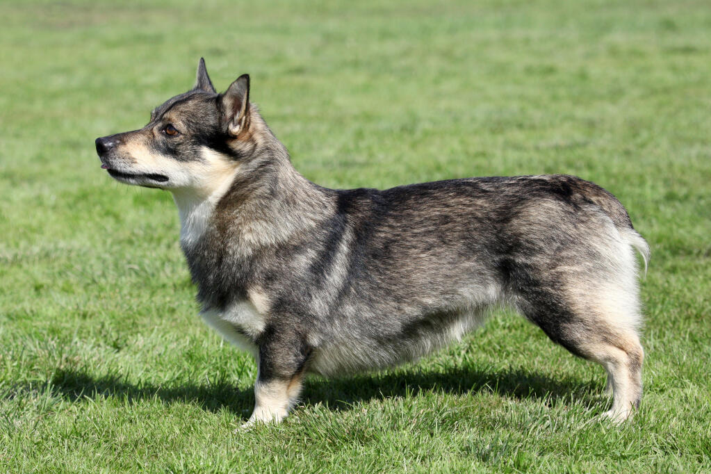 Swedish Vallhund Dogs