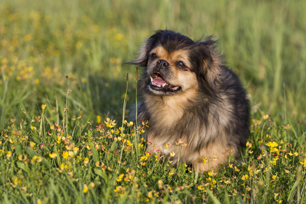 Tibetan lap dog sales