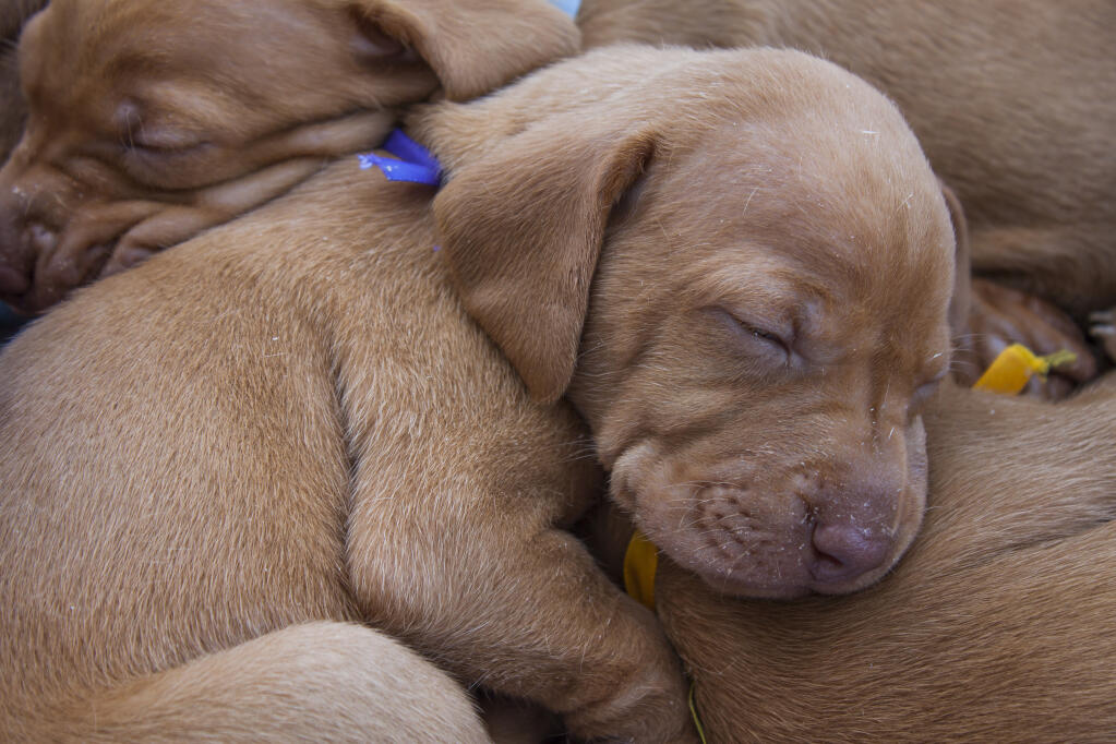 Hungarian vizsla sale velcro dogs
