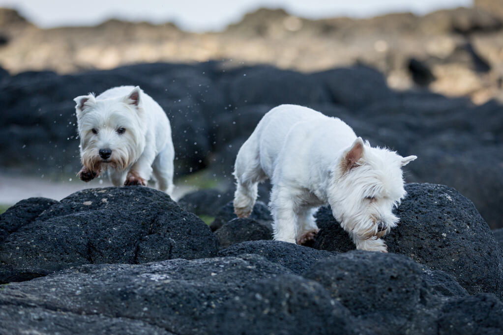 Pug x westie best sale