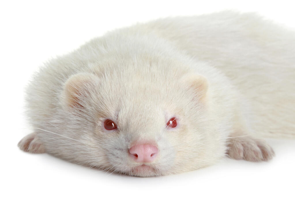 Albino For Sale Ferrets Breed Information Omlet Albino For Sale Ferrets Breed Information Omlet