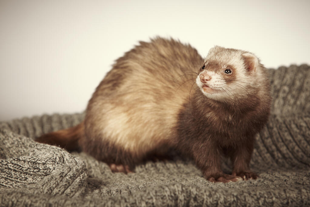 Chocolate For Sale | Ferrets | Breed Information | Omlet