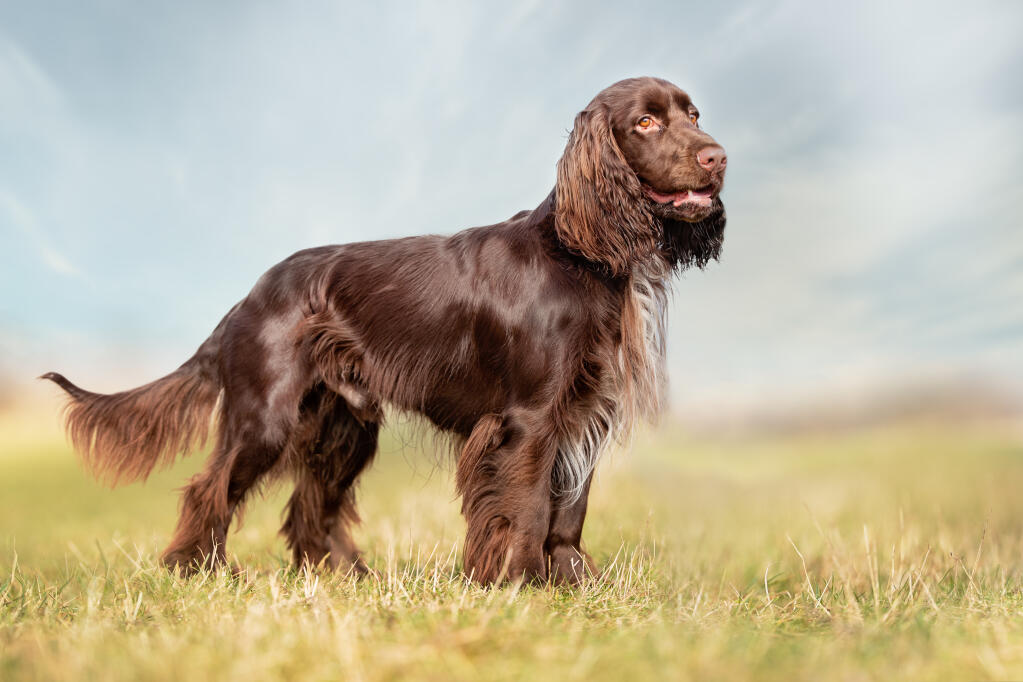 Field hot sale spaniel mix