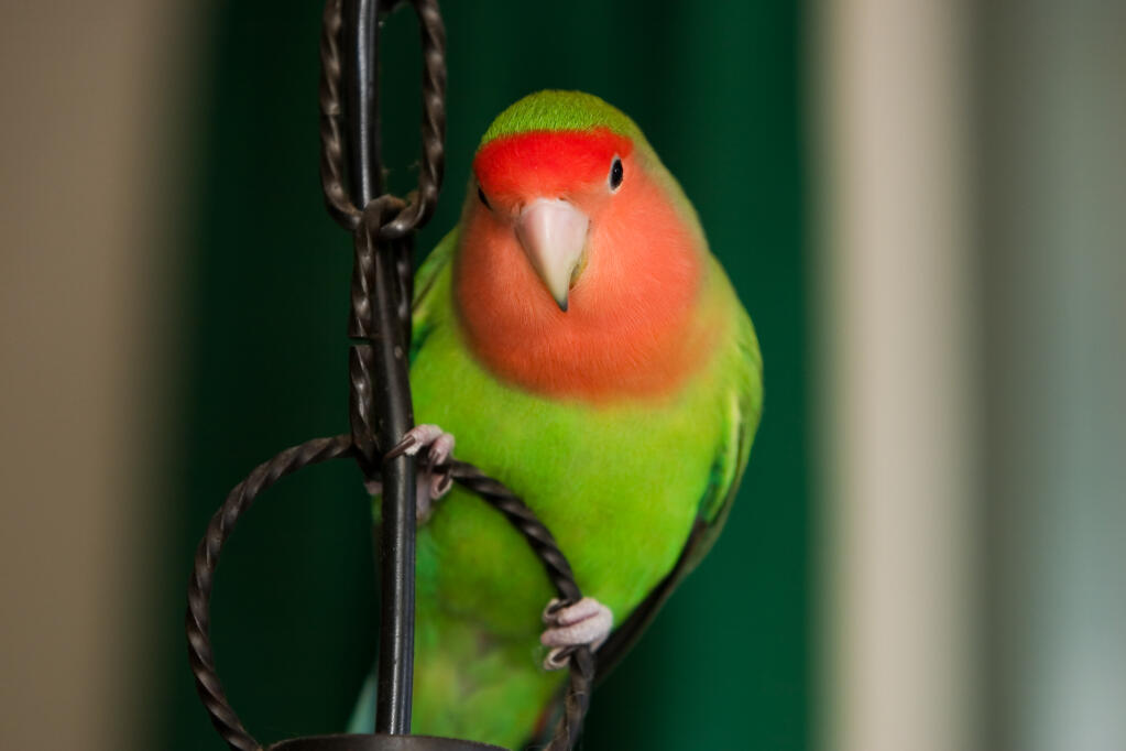 Rosy Faced Lovebird Parrot Breeds