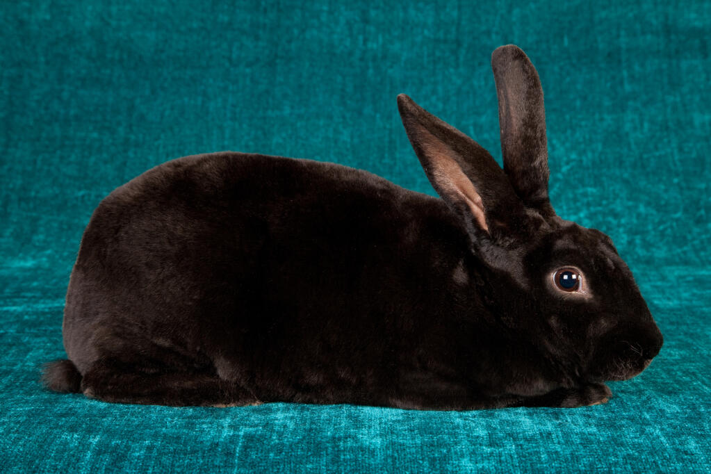 Mini rex outlet rabbit breeds