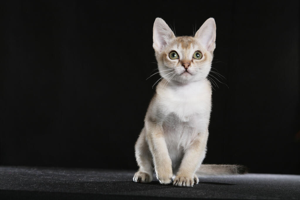  Singapura  Cats  Breed Information Omlet