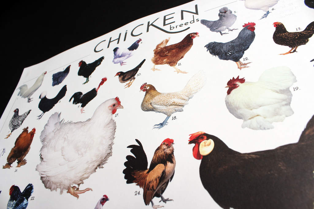 Chicken Breed Chart Poster