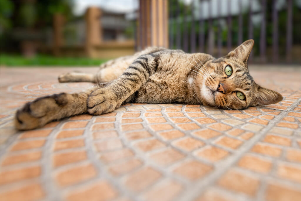 Dragon Li Cats Cat Breeds