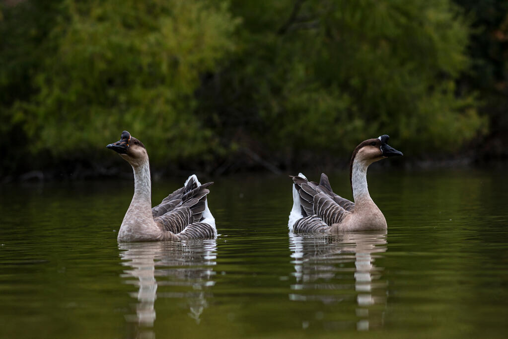 Chinese Geese Chinese For Sale Goose Breeds