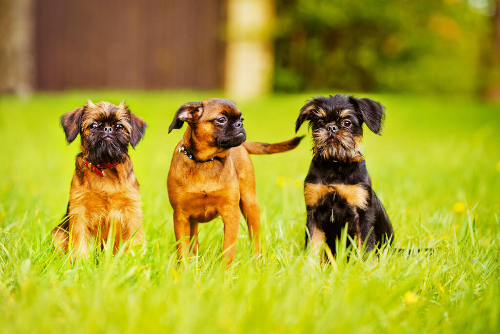 A brussels griffon on sale