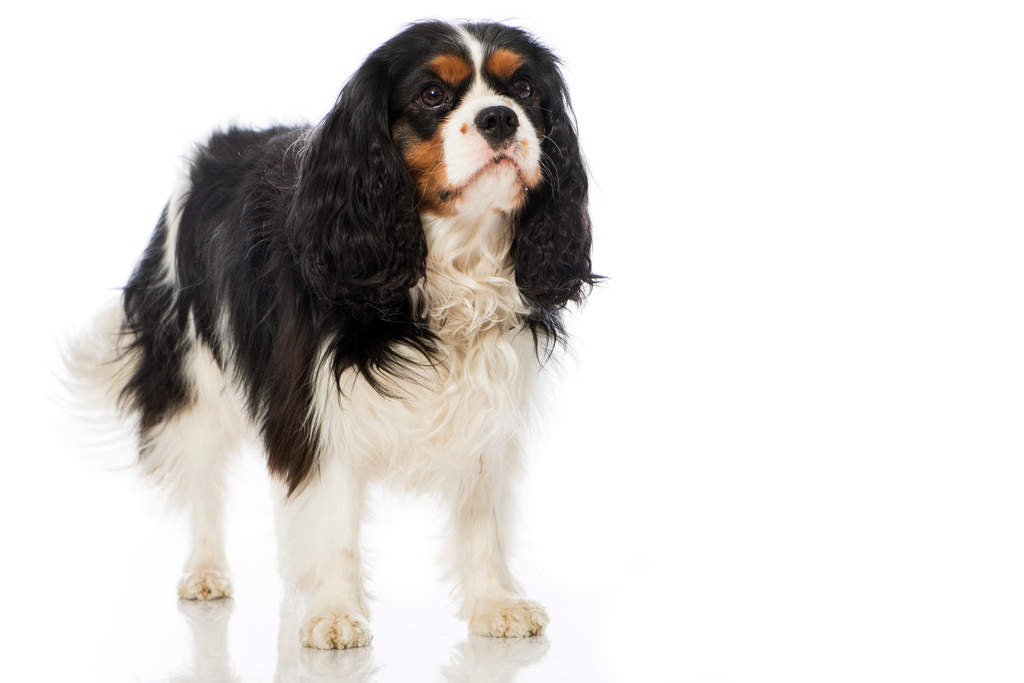 Cavalier Dog Show Cavalier Dog Show