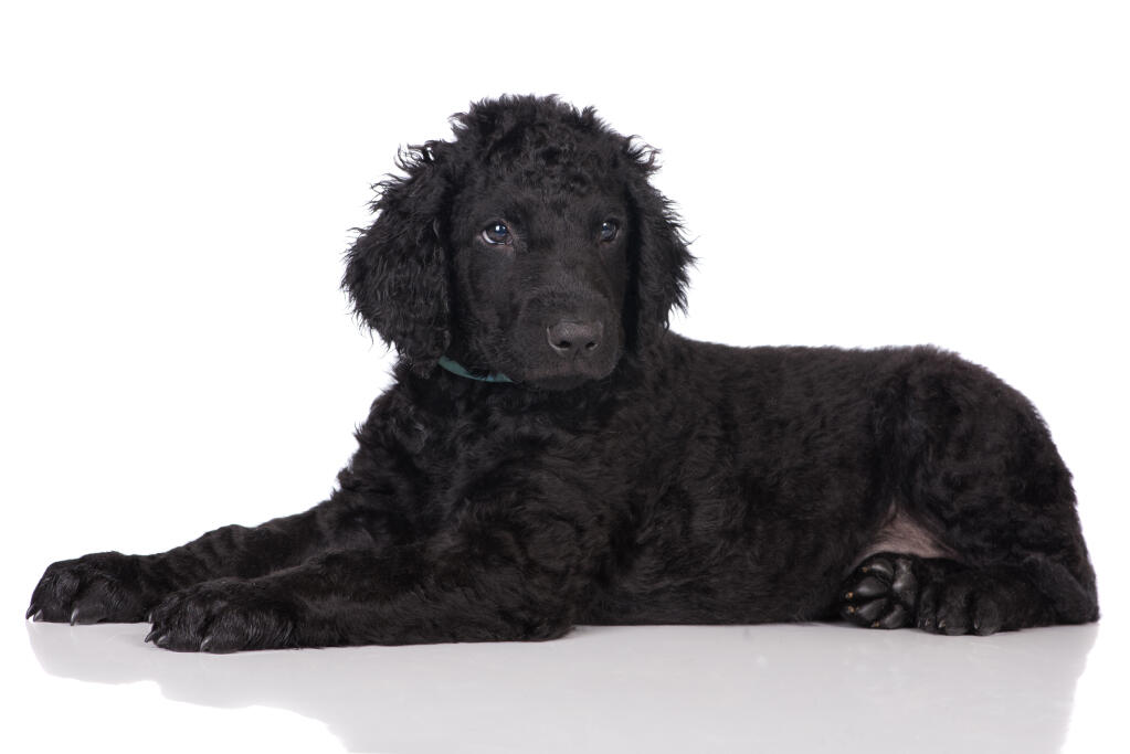 CurlyCoated Retriever Dogs