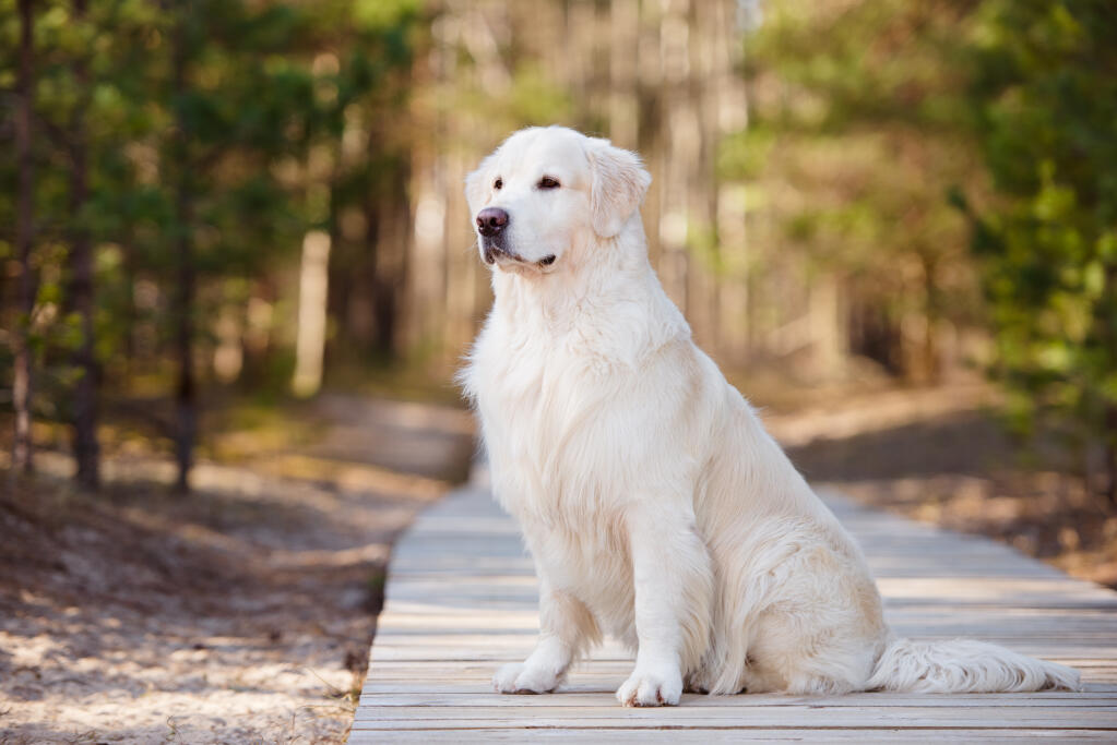 golden retriever history golden retriever dogs breed information omlet golden retriever history golden retriever dogs breed information omlet