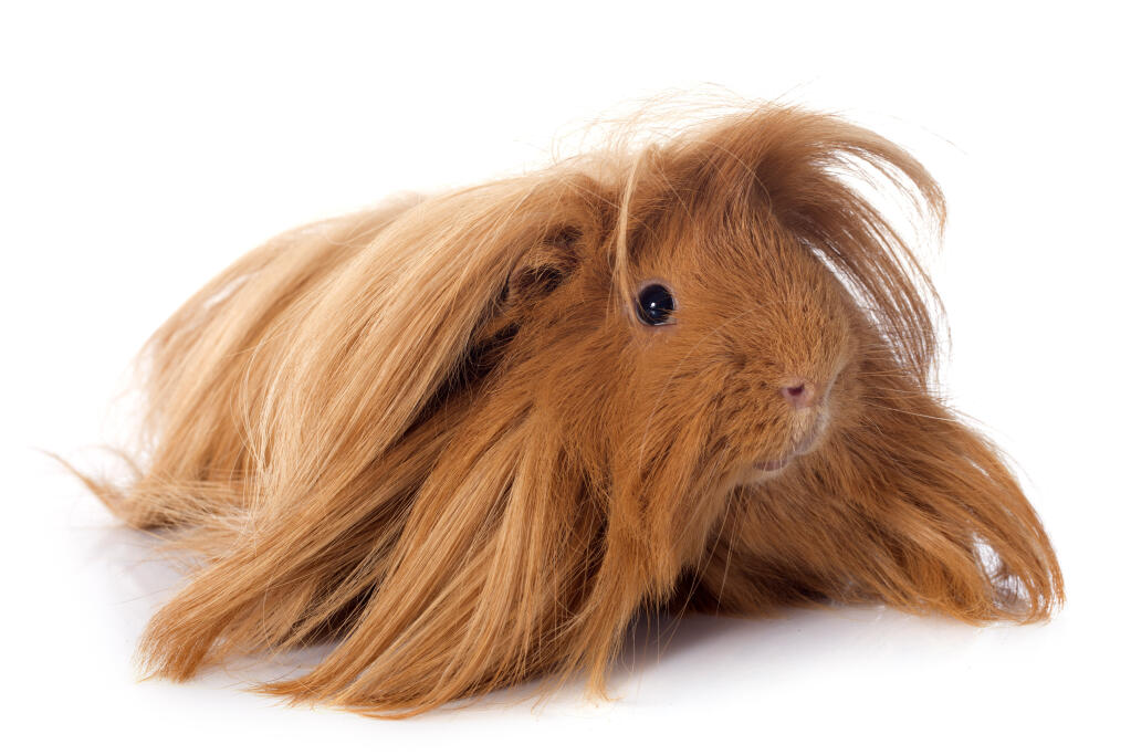 ginger guinea pig for sale