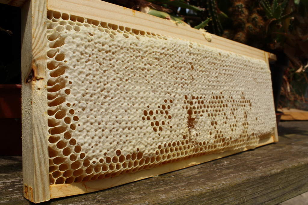 How To Read The Frames Beekeeping Bees Guide Omlet UK