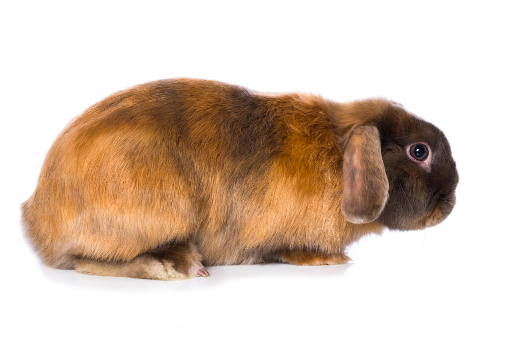 Satin Rabbits | Satin For Sale | Rabbit Breeds