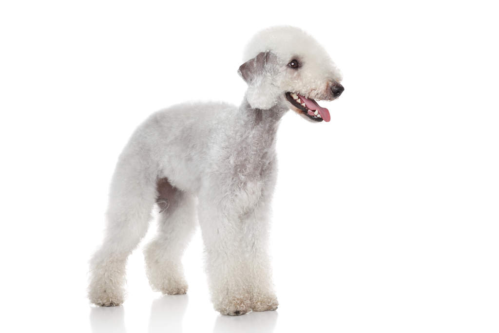 Bedlington Terrier Dogs
