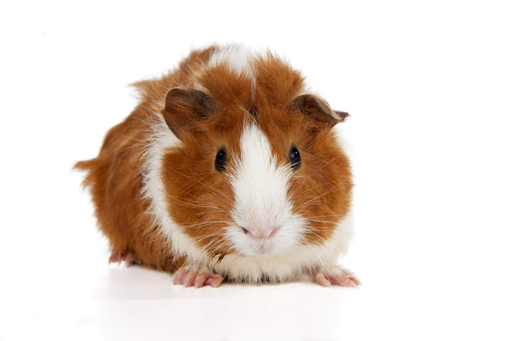 ginger guinea pig for sale