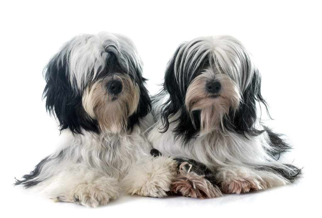 Tibetan Terrier Dogs Breed Information Omlet