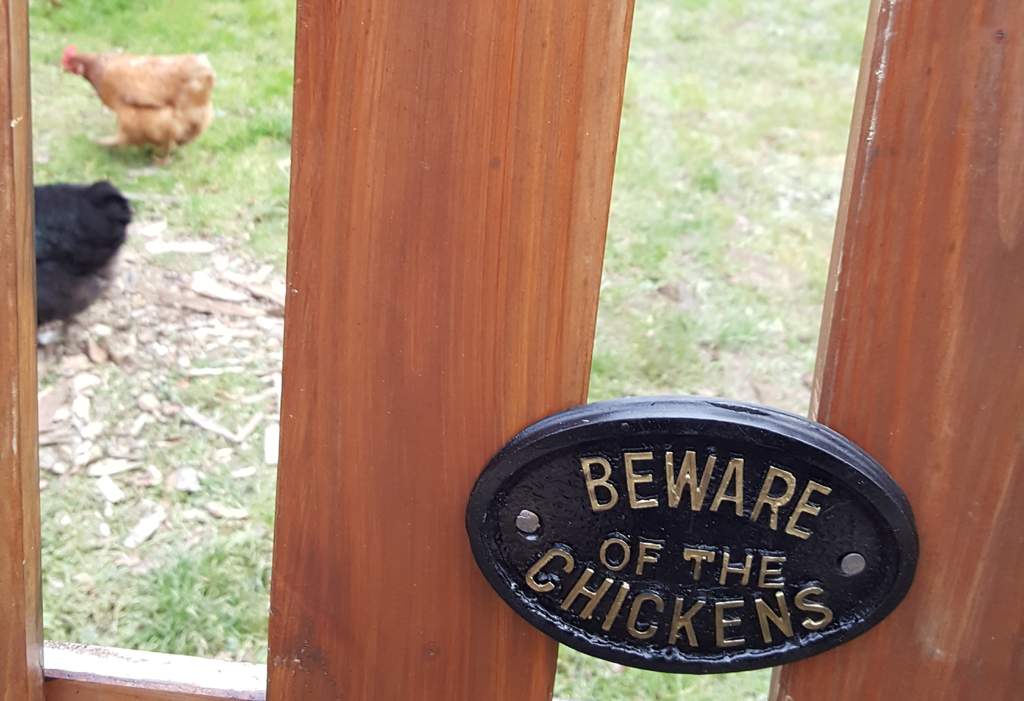 Beware Of The Chickens Sign