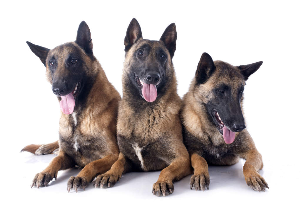 Belgian Shepherd Dog (Malinois) | Dogs | Breed Information Belgian Shepherd Dog (Malinois) | Dogs | Breed Information