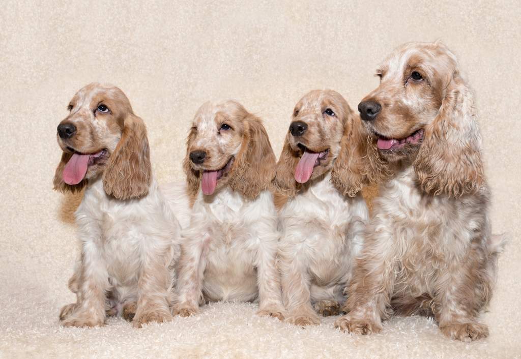 small english cocker spaniel