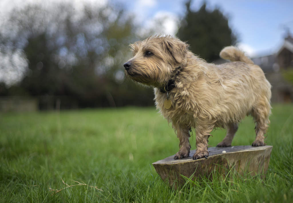 Jack russell sales norfolk terrier mix