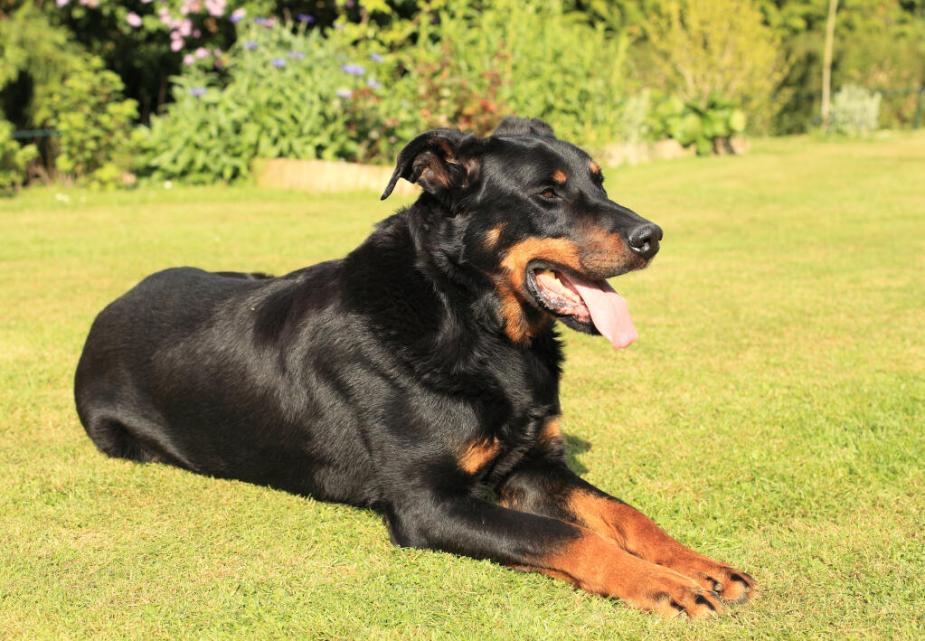 French Police Dog Breed French Police Dog Breed