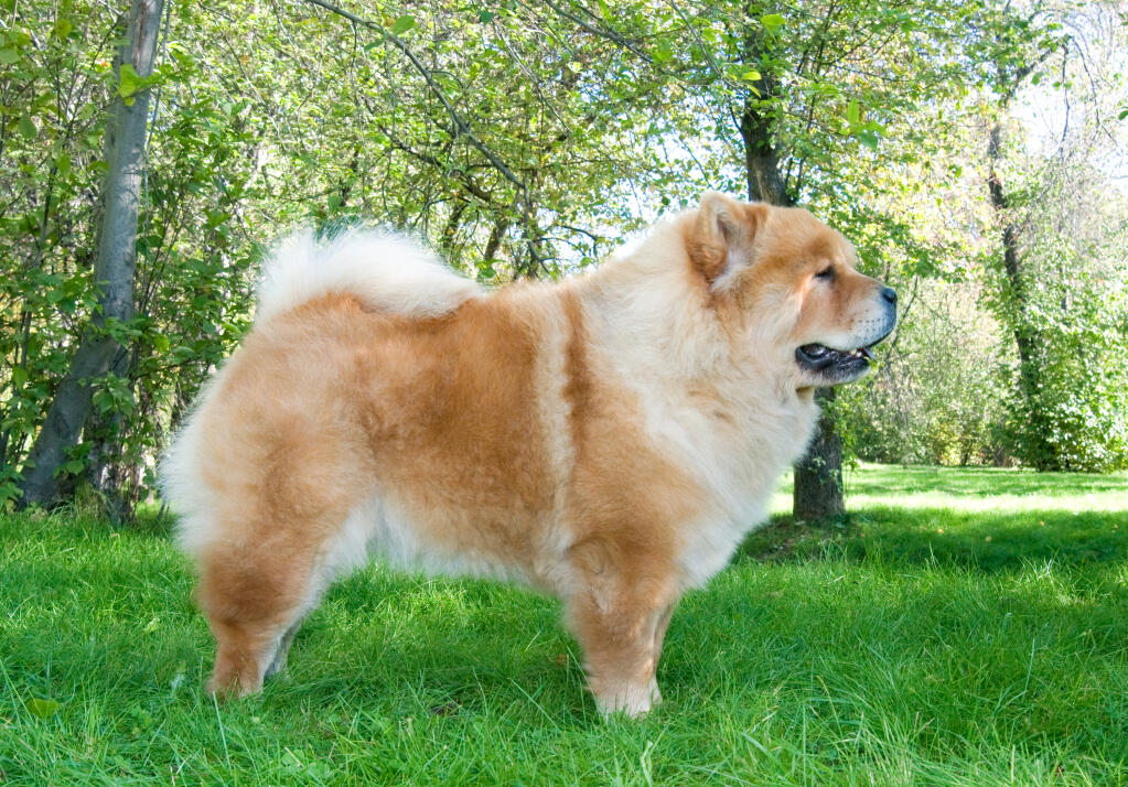 Chow chow best sale grown up