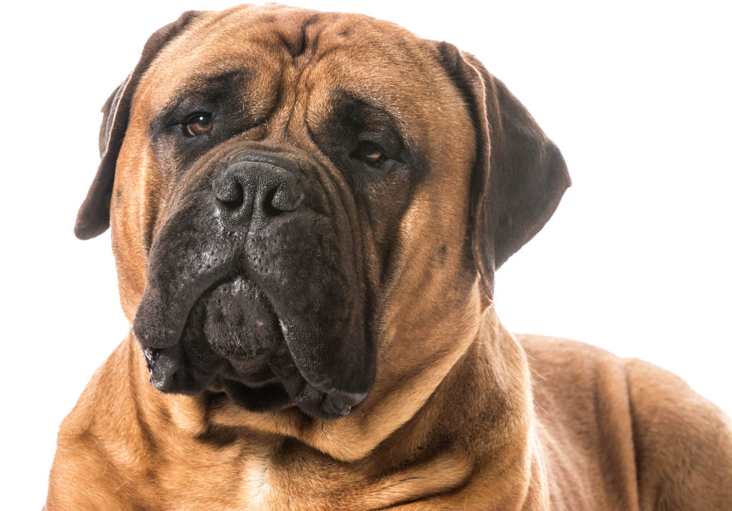 Bullmastiff Dogs Breed Information Omlet