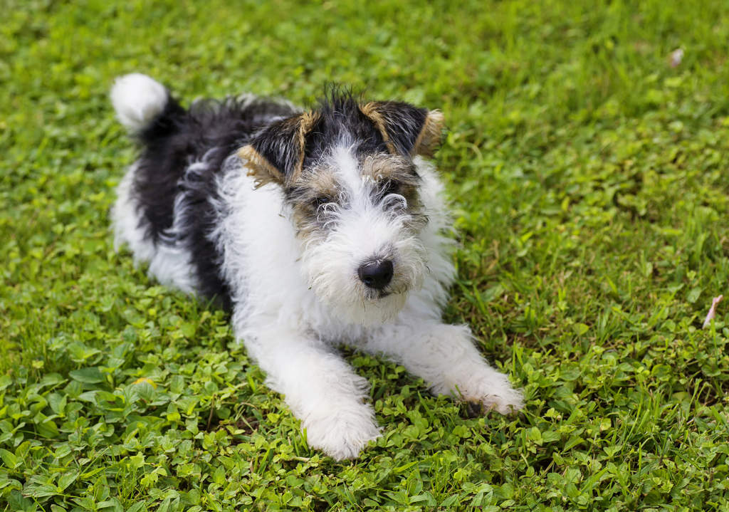 Russian fox terrier top